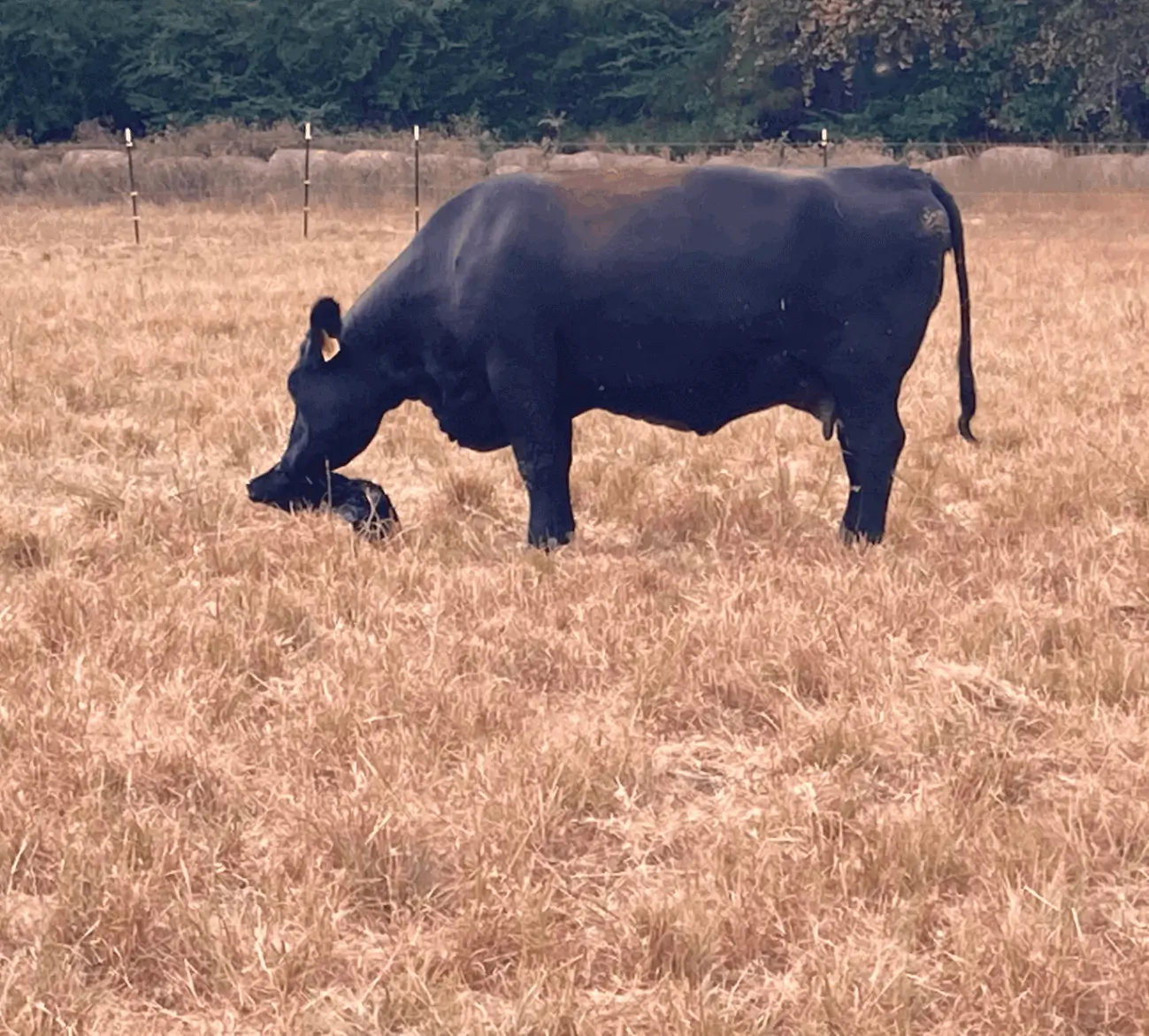 A buffalo grazing in a dry grassy field.